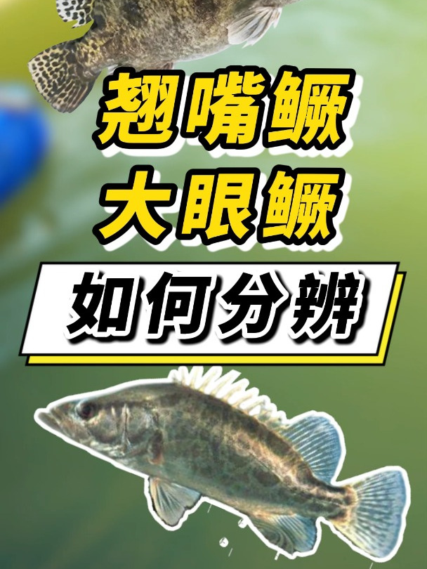 全网搜不到的分辨翘嘴鳜和大眼鳜方法,仅用1分钟学会