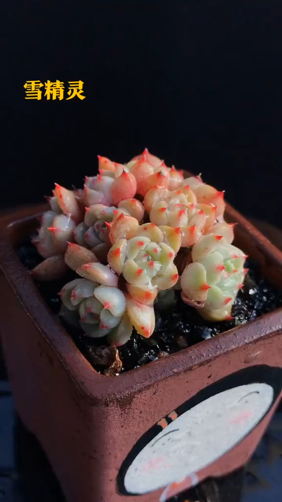 多肉植物,雪精灵