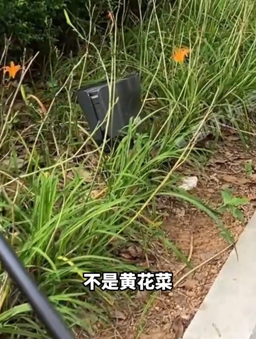 大妈把路边萱草花当黄花菜猛摘,专家:萱草花含秋水仙碱,有毒