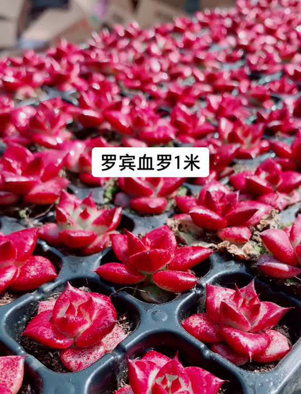 罗宾家的多肉植物,你值得拥有!