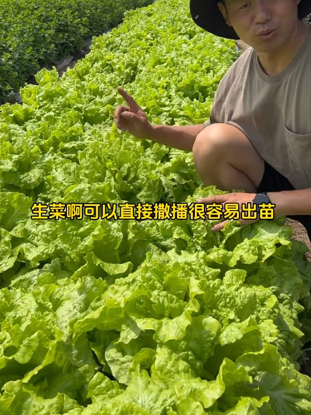 九月可以种植的蔬菜有哪些?关注我一起学种菜新农人计划2023