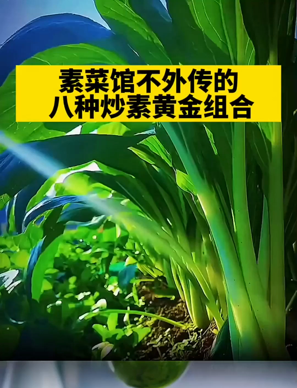 素菜馆不外传的八种素菜黄金搭配