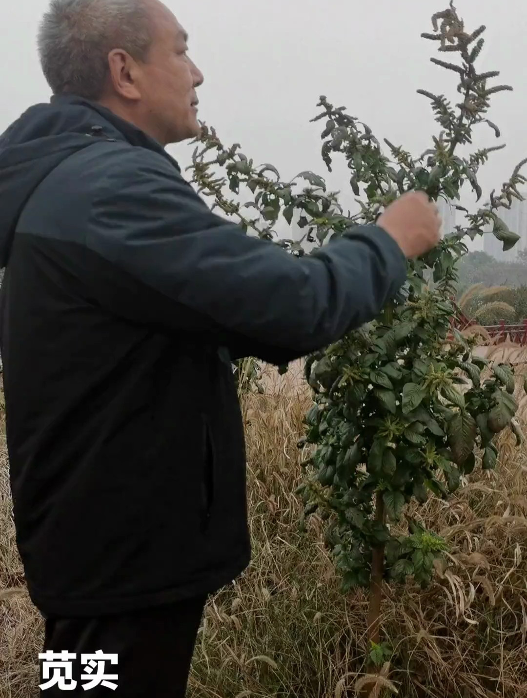 苋实 今天认识的中药材叫苋实,就是我们常见的苋菜的种子