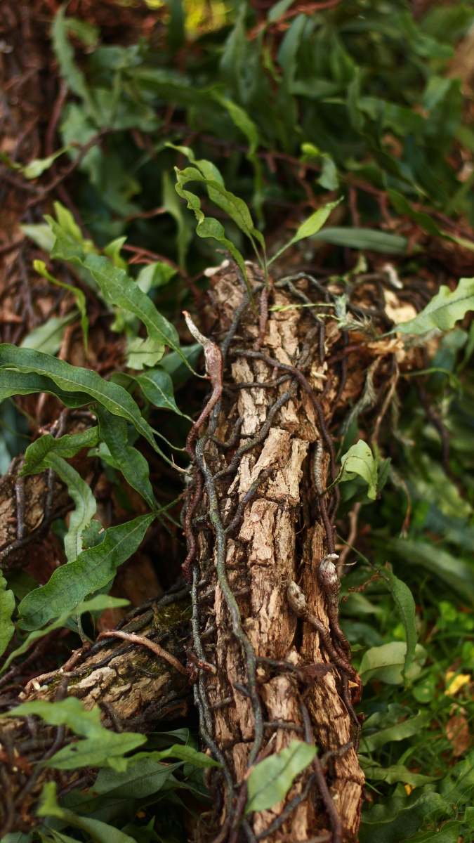 中国美食成为欧洲噩梦,英国花上千亿清理虎杖,为什么不敢吃?