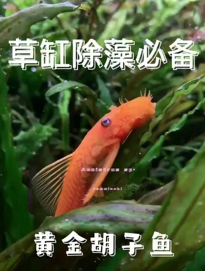 鱼缸啃藻必备工具鱼——黄金胡子鱼