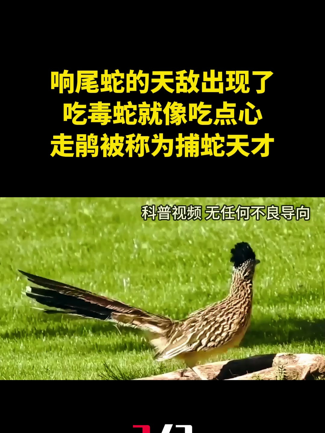 响尾蛇的天敌出现了,吃毒蛇就像吃点心,为何走鹃被称为捕蛇天才