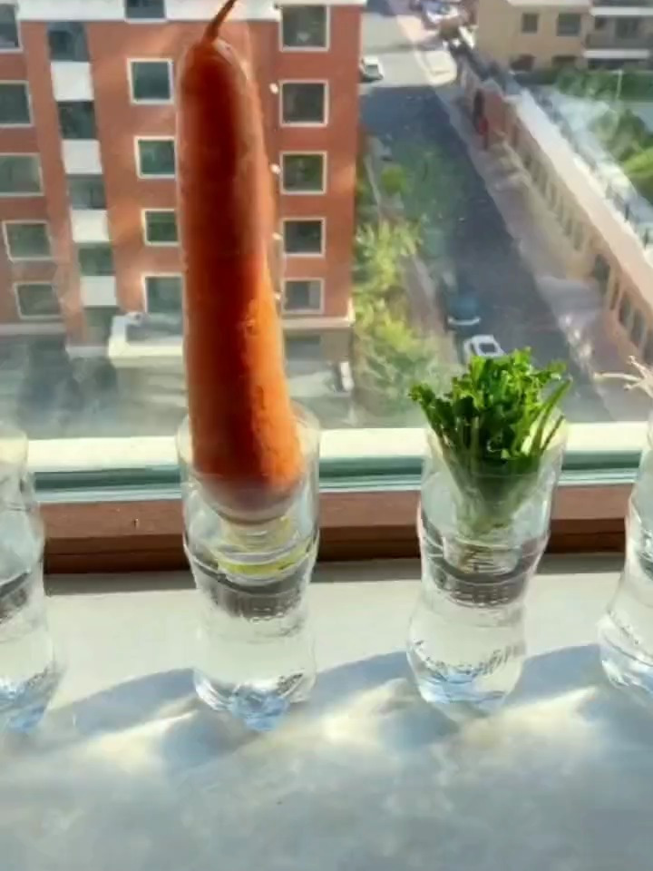 水培蔬菜的方法,操作简单