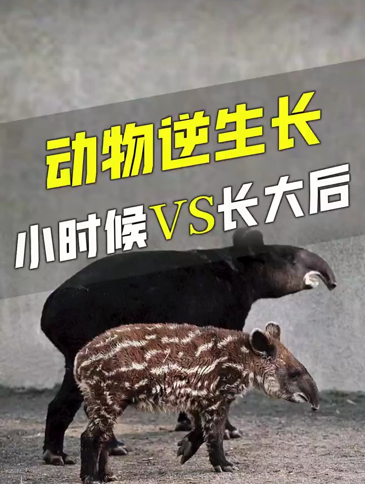 盘点那些小时候和长大后不同的动物