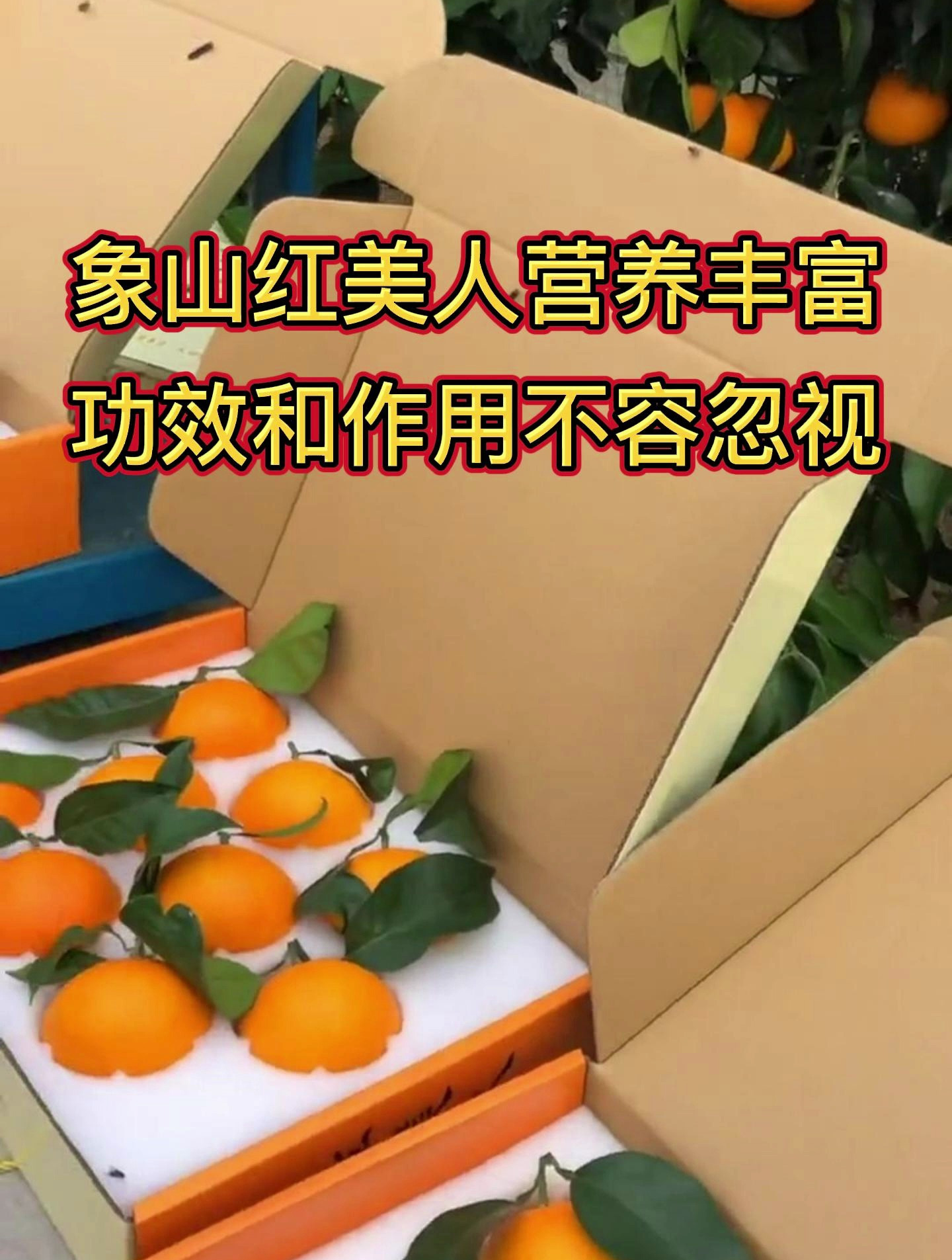 象山红美人柑橘具有丰富的营养成分,它的功效和作用不容忽视!