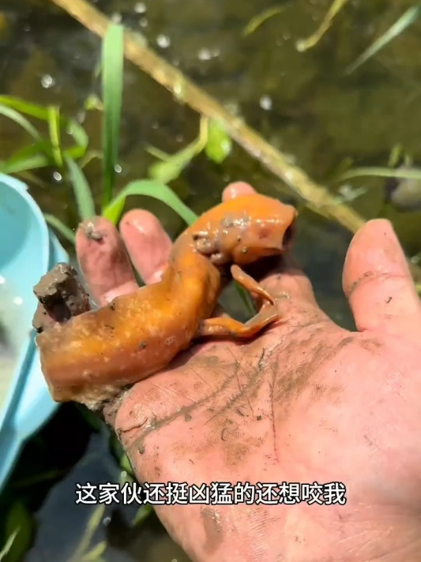 这是什么鱼啊,你认识吗
