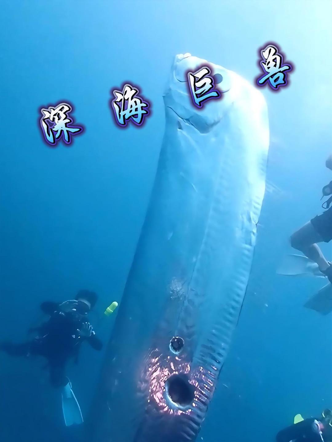 生活在海底一千米以下的巨型皇带鱼,体长可达十余米,十分罕见