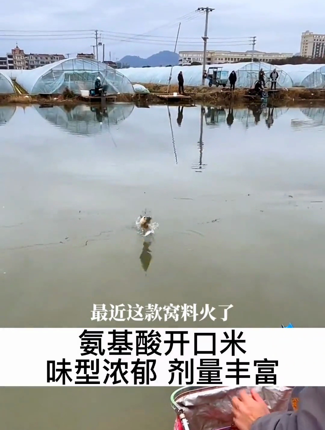 氨基酸开口米,聚鱼快留窝久 2个豆就能坐钓一整天