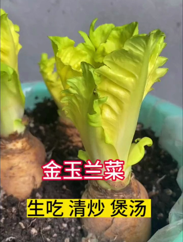 为什么婆婆种的金玉兰菜,长这个样子啊
