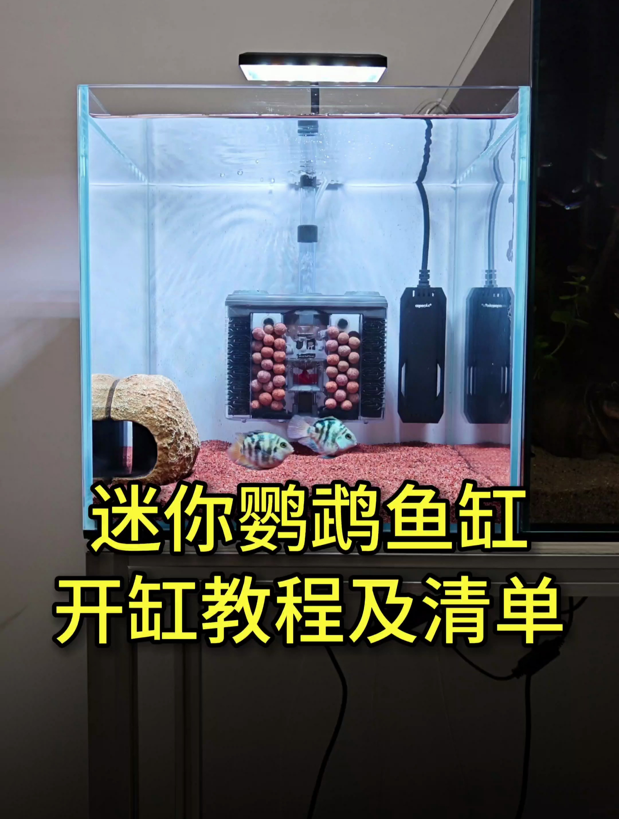 迷你鹦鹉鱼缸开缸教学,及用的器材介绍,等爆缸