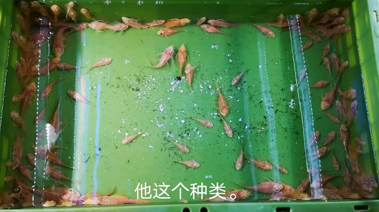 简单介绍一下红眼胡子,蓝眼胡子,24K胡子,雪花胡子它们的区别