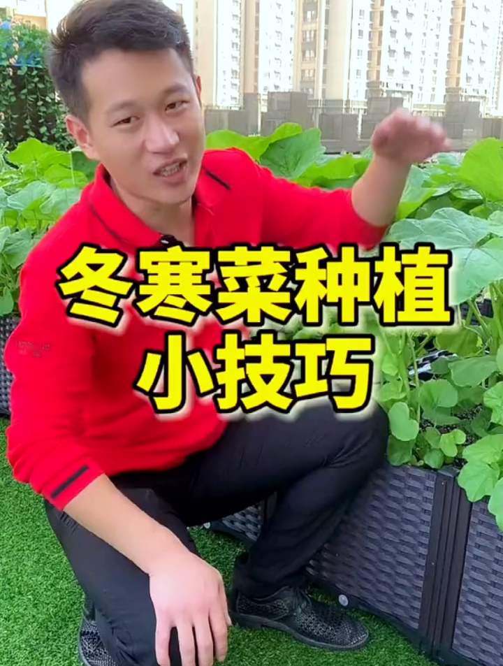 被誉为“百菜之王”冬寒菜,老农教你2个小技巧,多到吃不完!