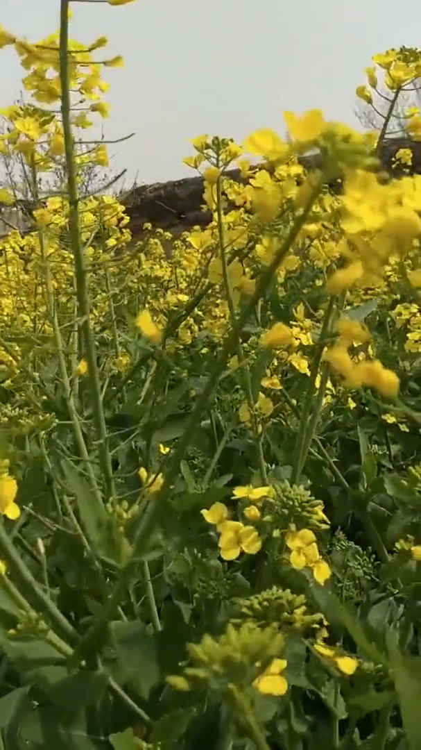 母亲的小菜园,油菜花视频素材