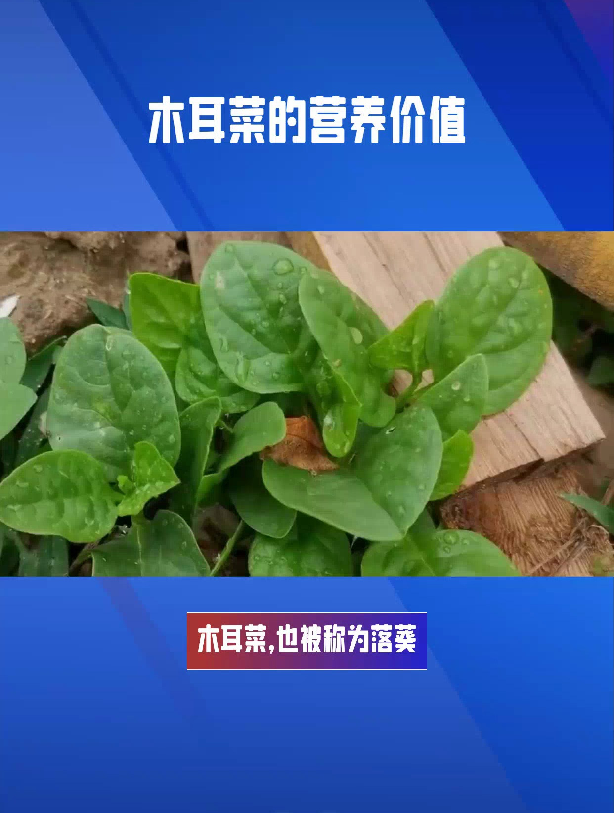 木耳菜是什么菜?全面解析,让你了解这种营养丰富的蔬菜