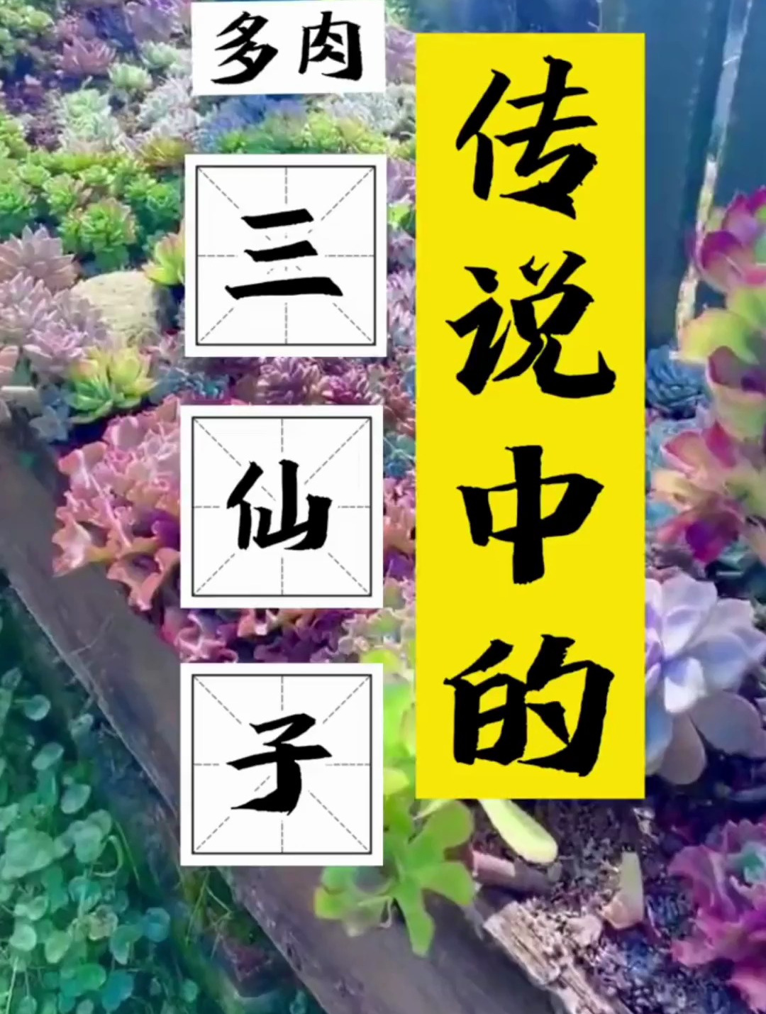 多肉三仙子?传说中的多肉“三仙子”,太仙了,此物只应天上有!