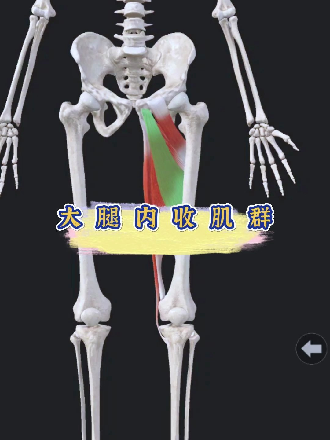 跟我一起学肌肉:大腿内收肌群