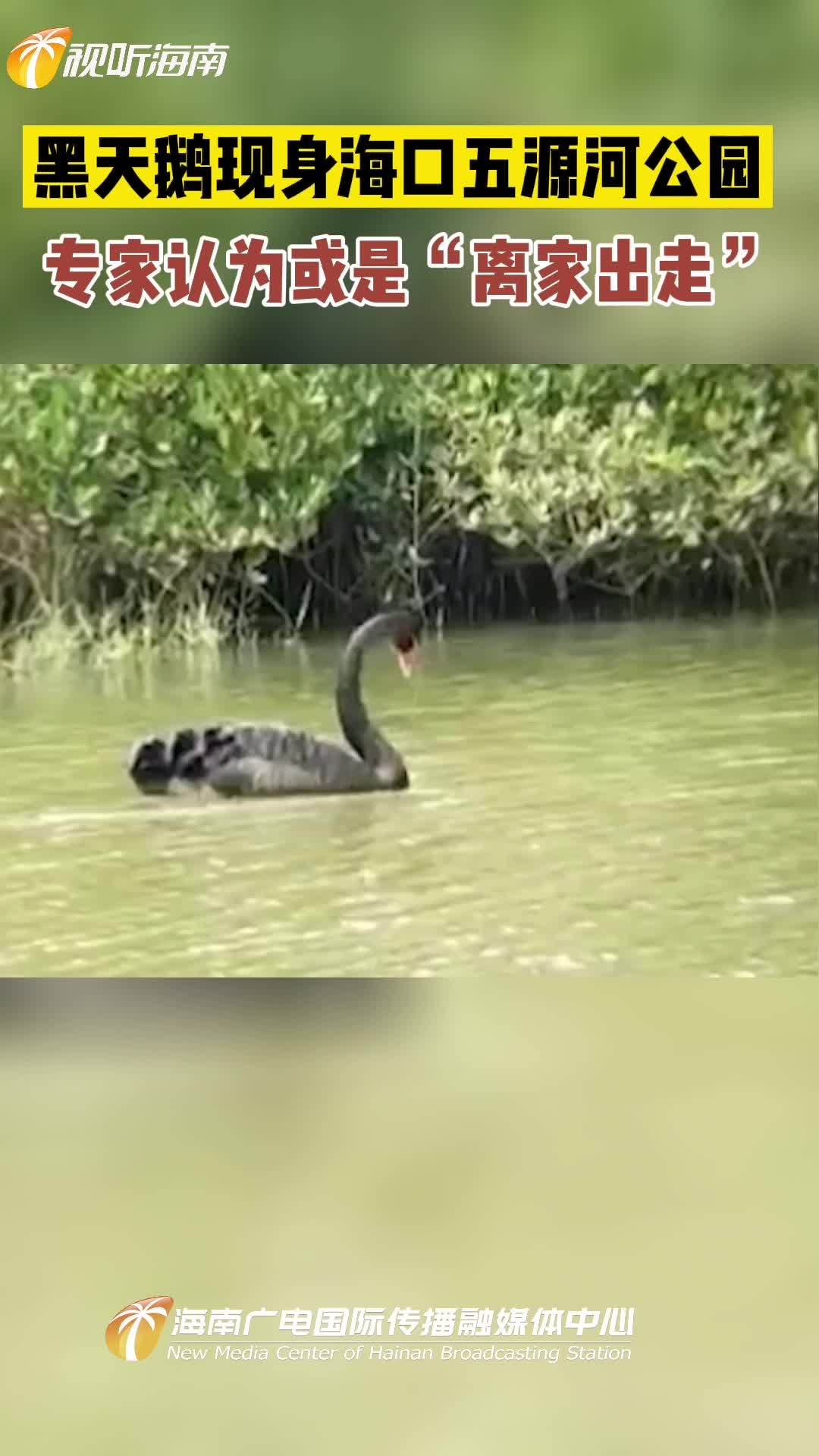黑天鹅现身海口五源河公园,专家认为或是“离家出走” 海南 动物 野生动物零距离