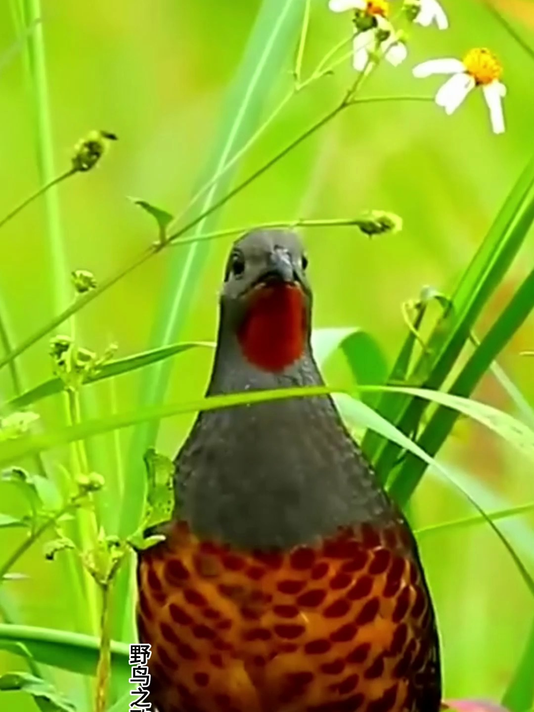 网络热门鸟类鉴定(2):竹鸡、白面水鸡、琴鸟、红腹锦鸡