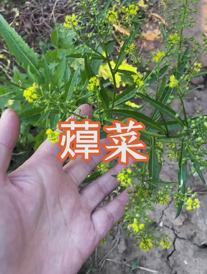 蔊菜也叫辣米菜,辣白菜,是可食用的野菜