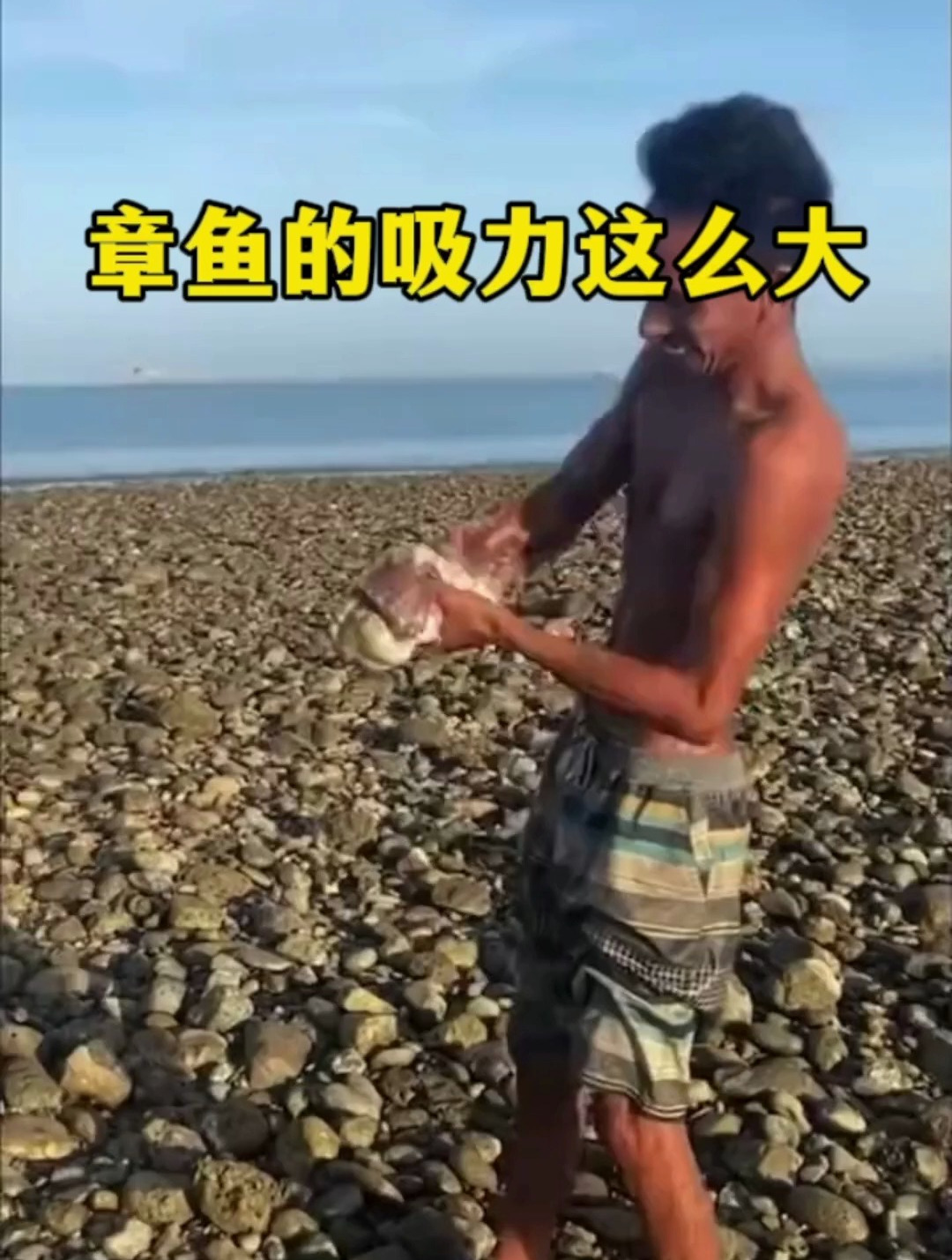 真没想到章鱼的吸力这么大