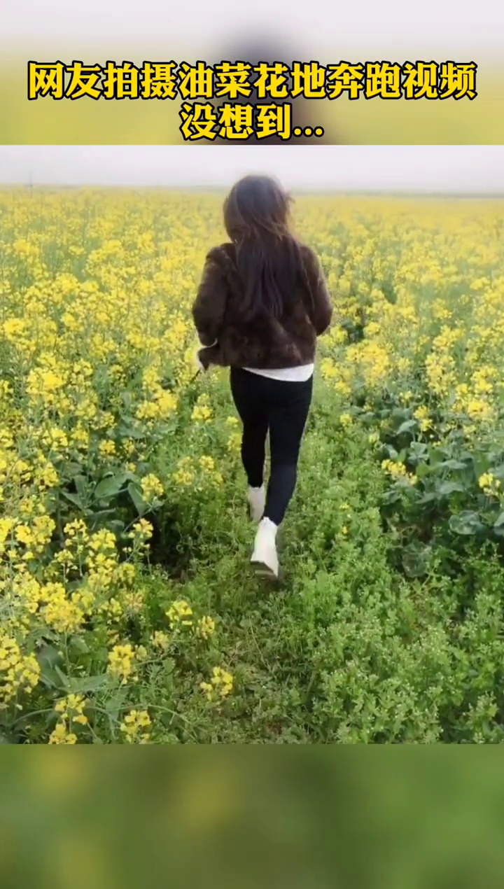 网友油菜花地拍唯美视频,谁料反转来得太突然了
