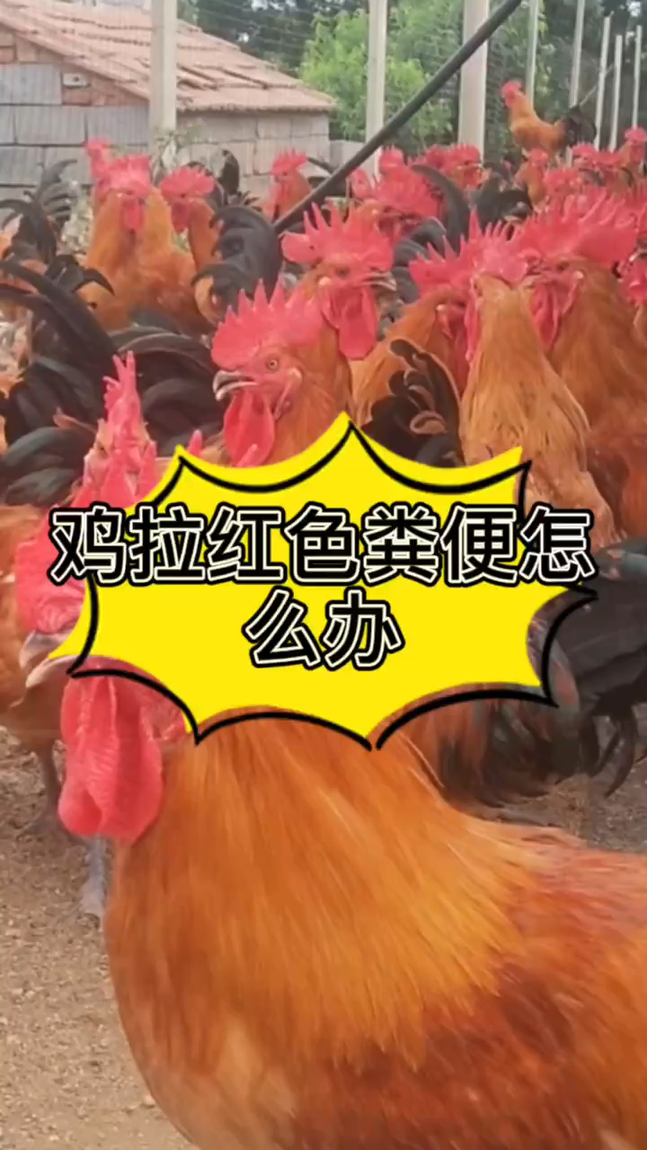 小鸡拉红色粪便怎么办 鸡拉血是怎么回事 鸡拉血屎是怎么回事 母鸡拉血是什么原因