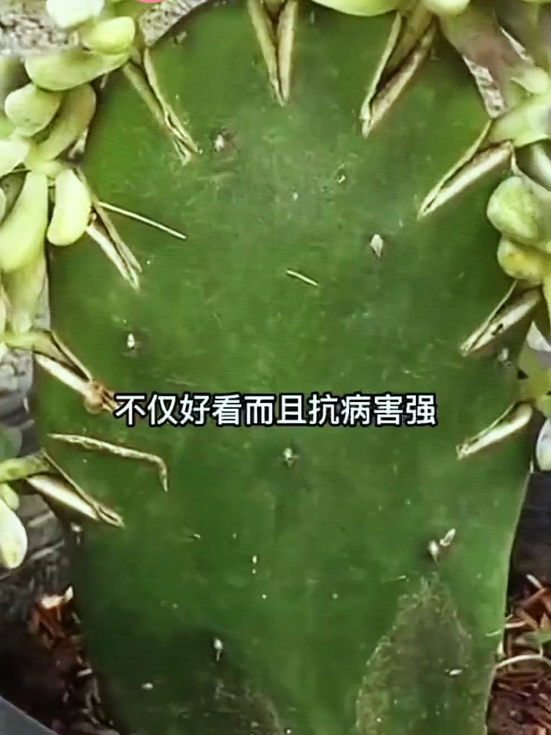 仙人掌嫁接多肉,不仅好看,还抗病毒