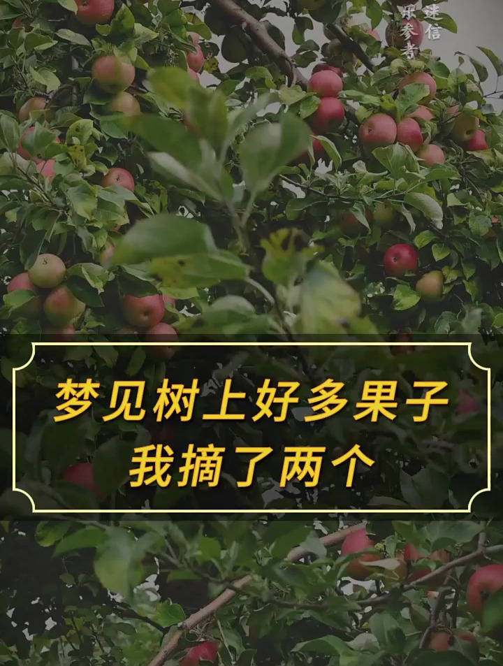 梦见树上好多果子我摘了两个……周公解梦