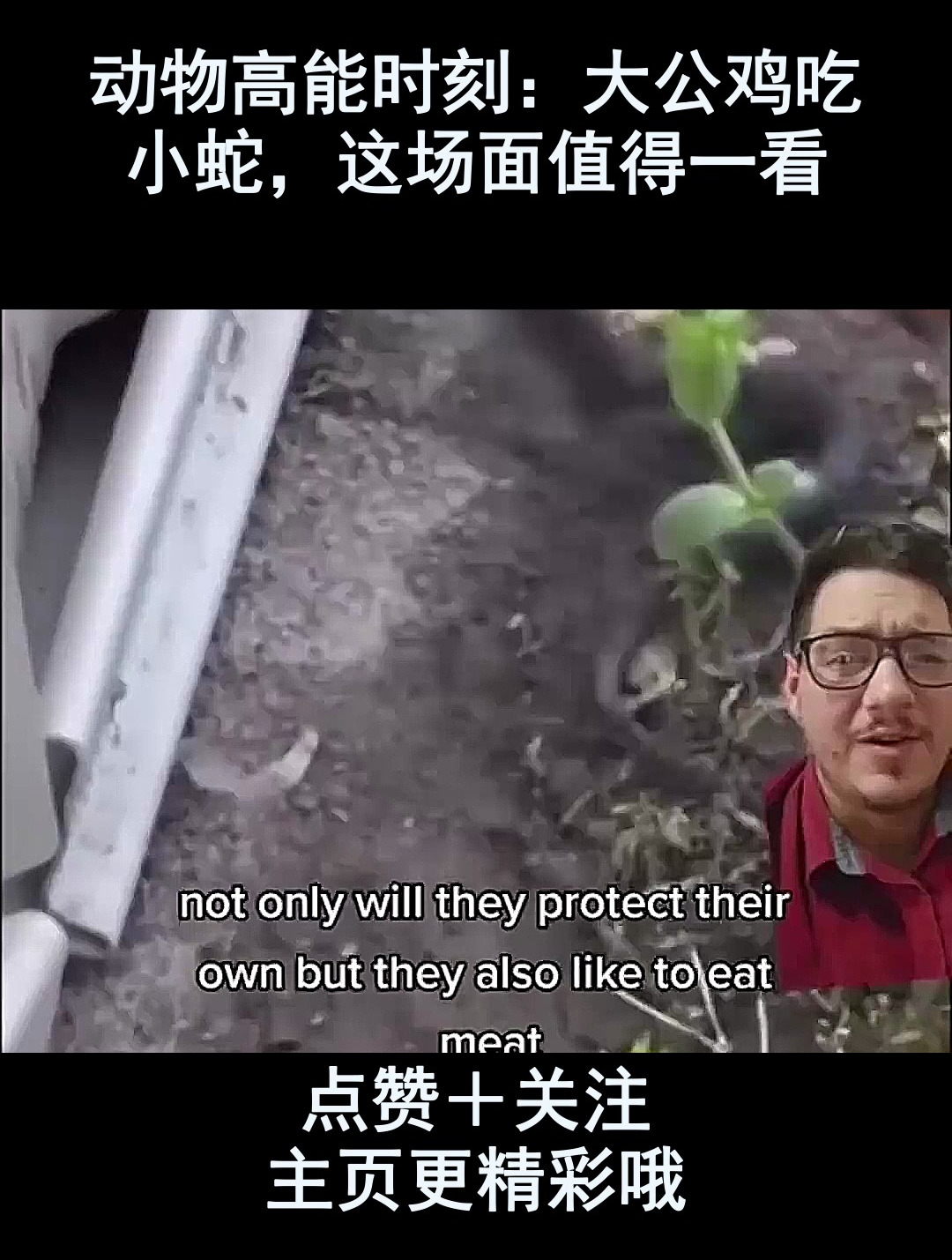 动物高能时刻:大公鸡吃小蛇,这场面值得一看