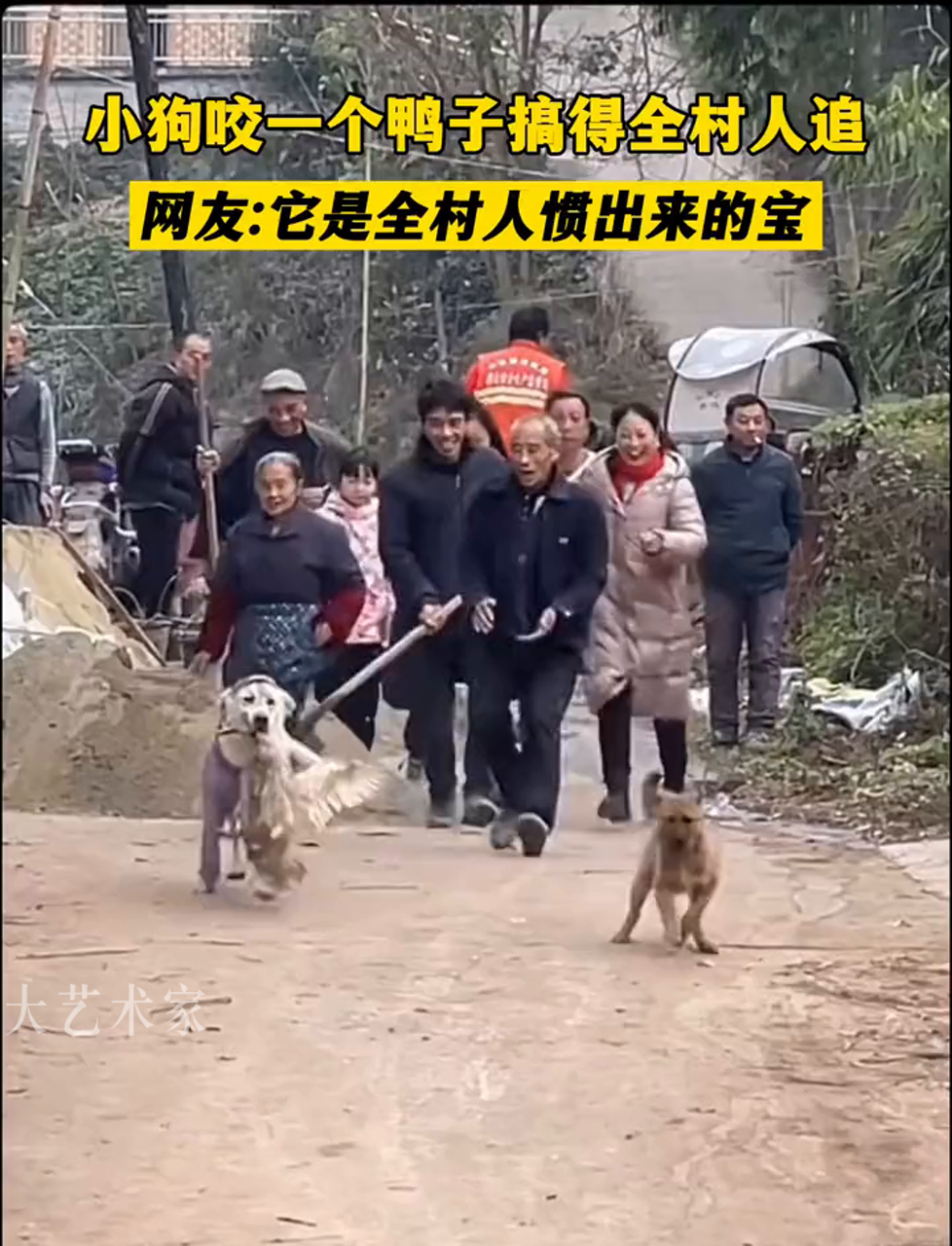 小奶狗追着鸭子满村跑,全程没一个凶狠样,网友:这狗是全村宠出来的宝贝