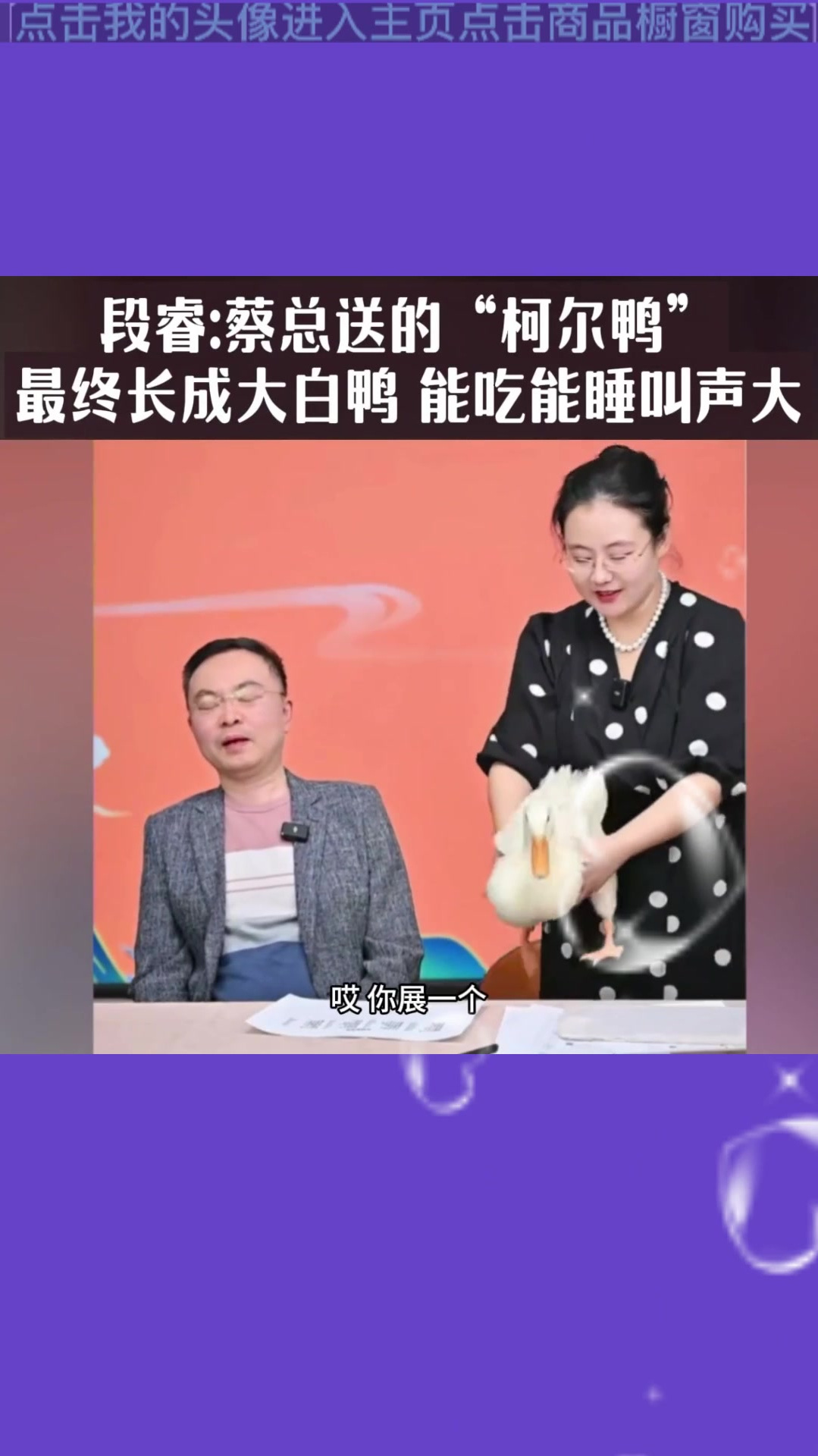 段睿:蔡总送的“柯尔鸭”最终长成大白鸭,能吃能睡叫声大