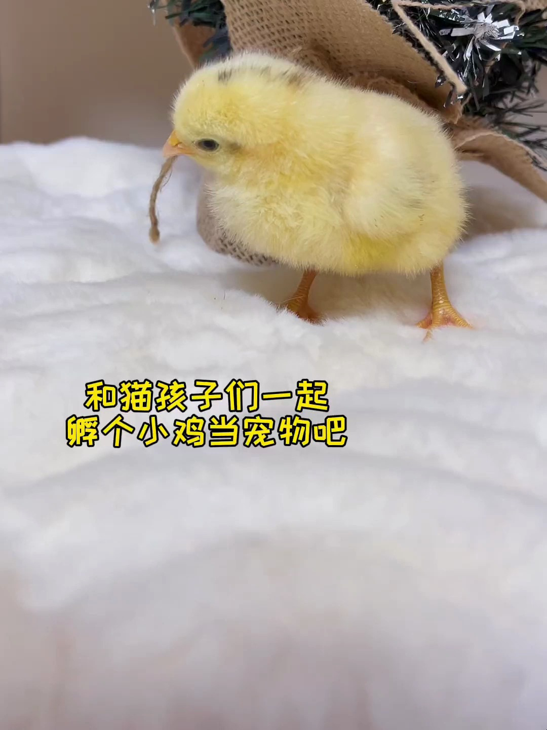 过新年了_和猫孩子们一起孵只小鸡当宠物吧