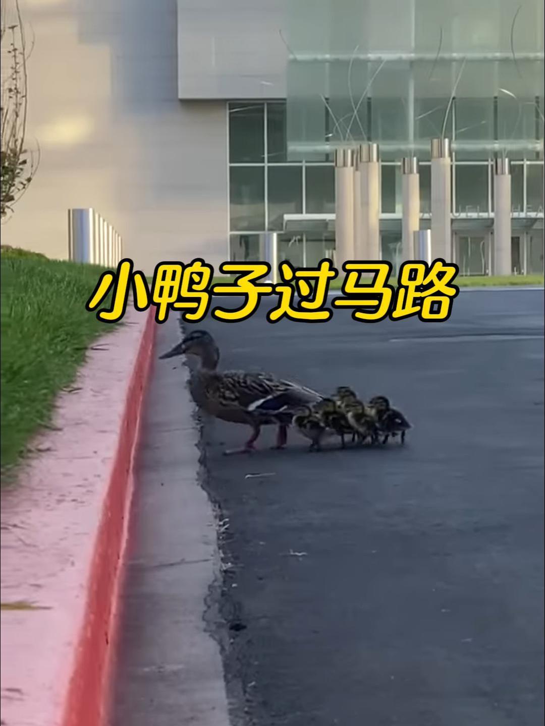 鸭妈妈带着小鸭子过马路