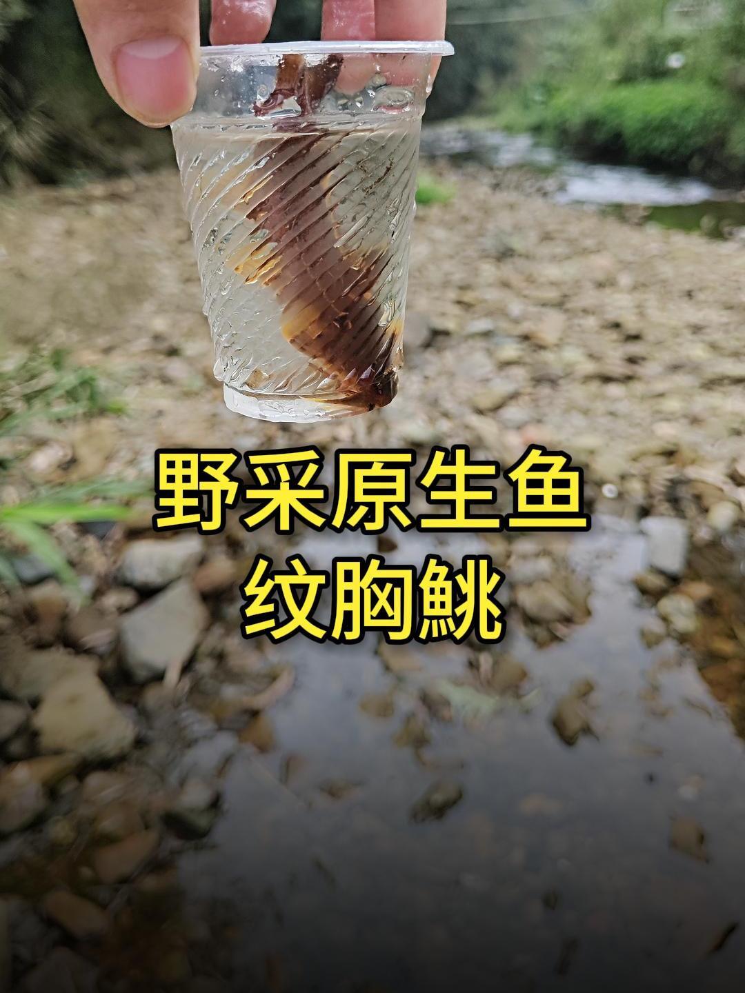 小溪野采的原生鱼:纹胸鮡,这个名字确实有点别扭——小马玩水族