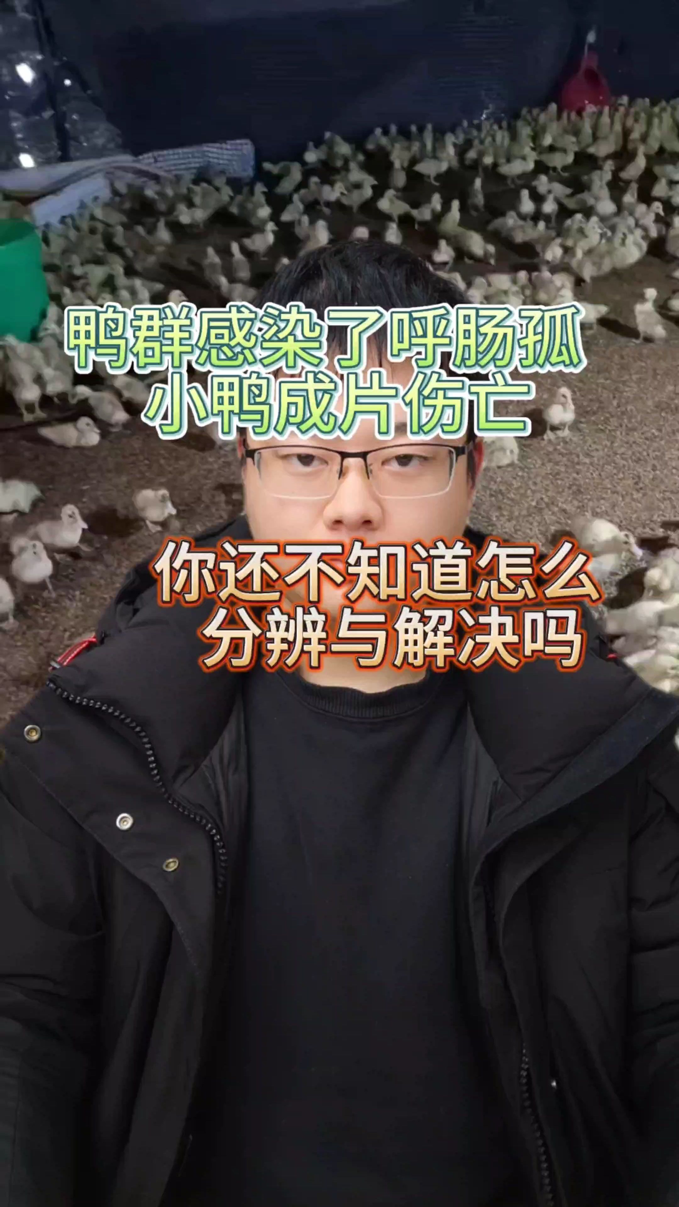 鸭呼肠孤特效 小鸭呼肠孤解剖症状 新型鸭呼肠孤 肉鸭呼肠孤