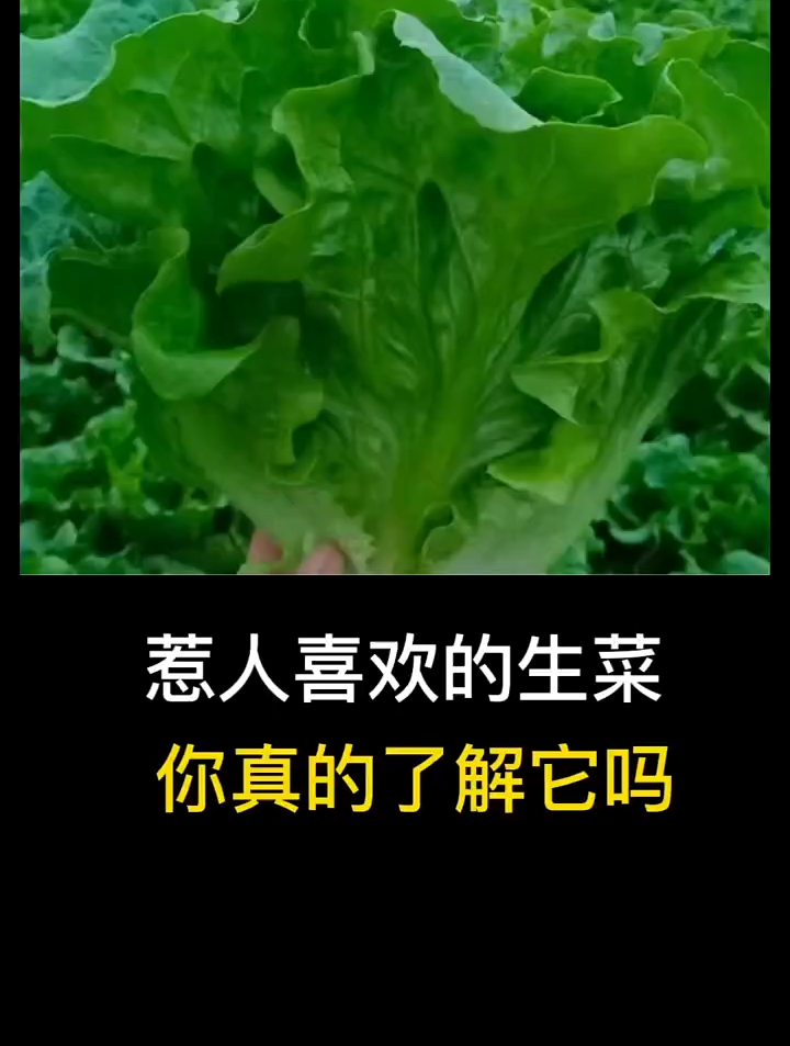 惹人喜欢的生菜,你真的了解它吗