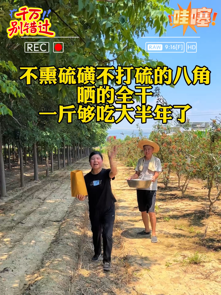 广西正宗老树八角净重1斤只要这个价格了,赶紧快来薅羊毛了!