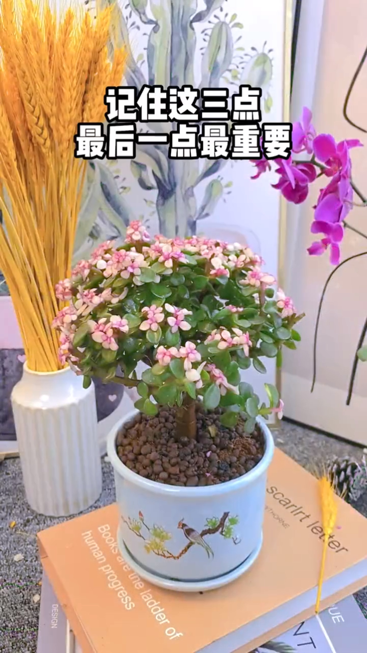 金枝玉叶,好养易活的多肉植物。叶片多种颜色,寓意金玉满堂