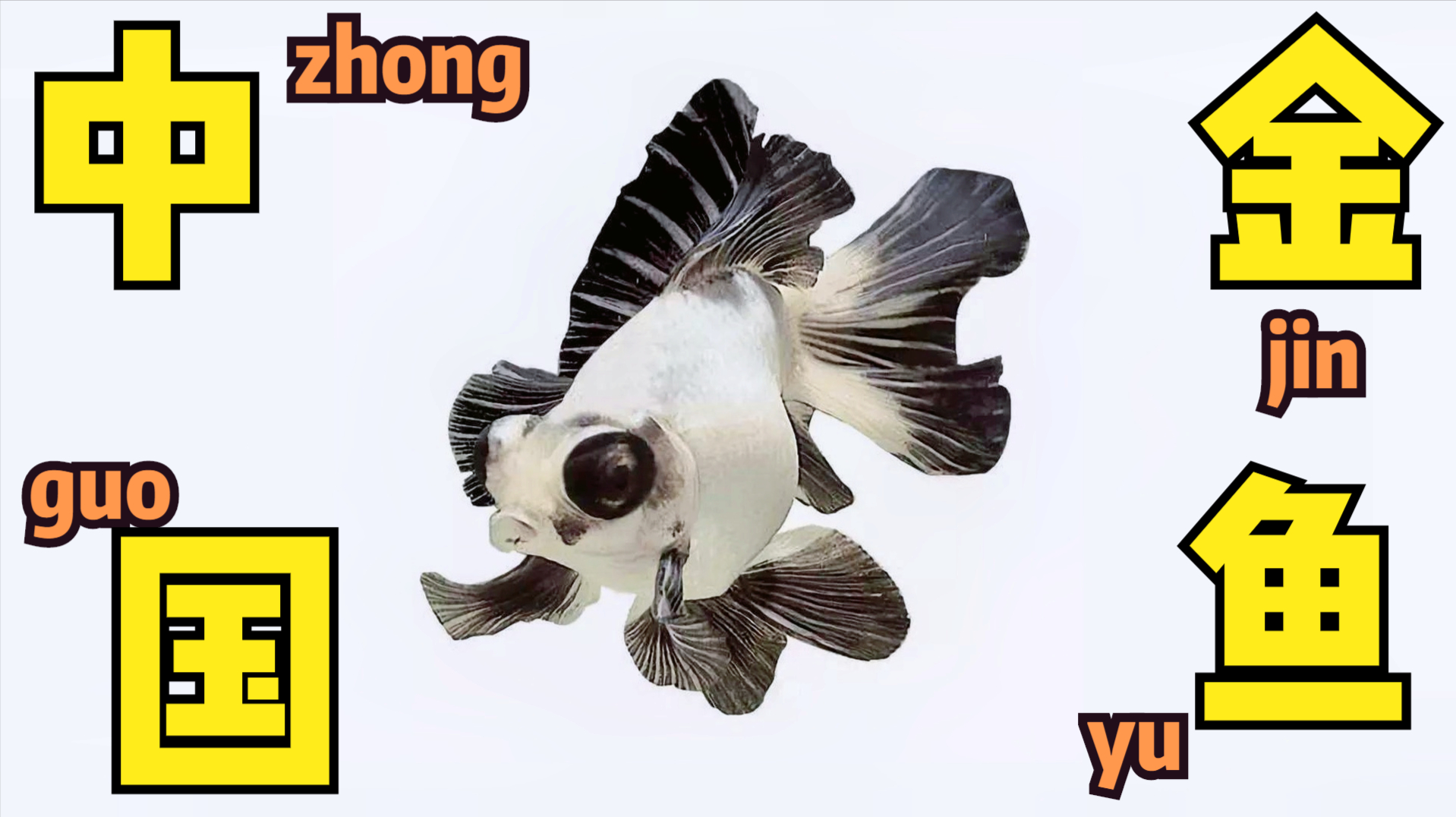 最强俯视观赏鱼,碟尾金鱼,有人当它地摊货,其实也有上千的