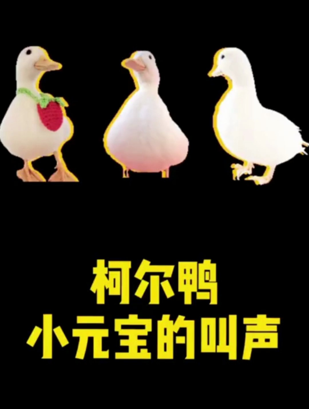 柯尔鸭的叫声是什么样子的