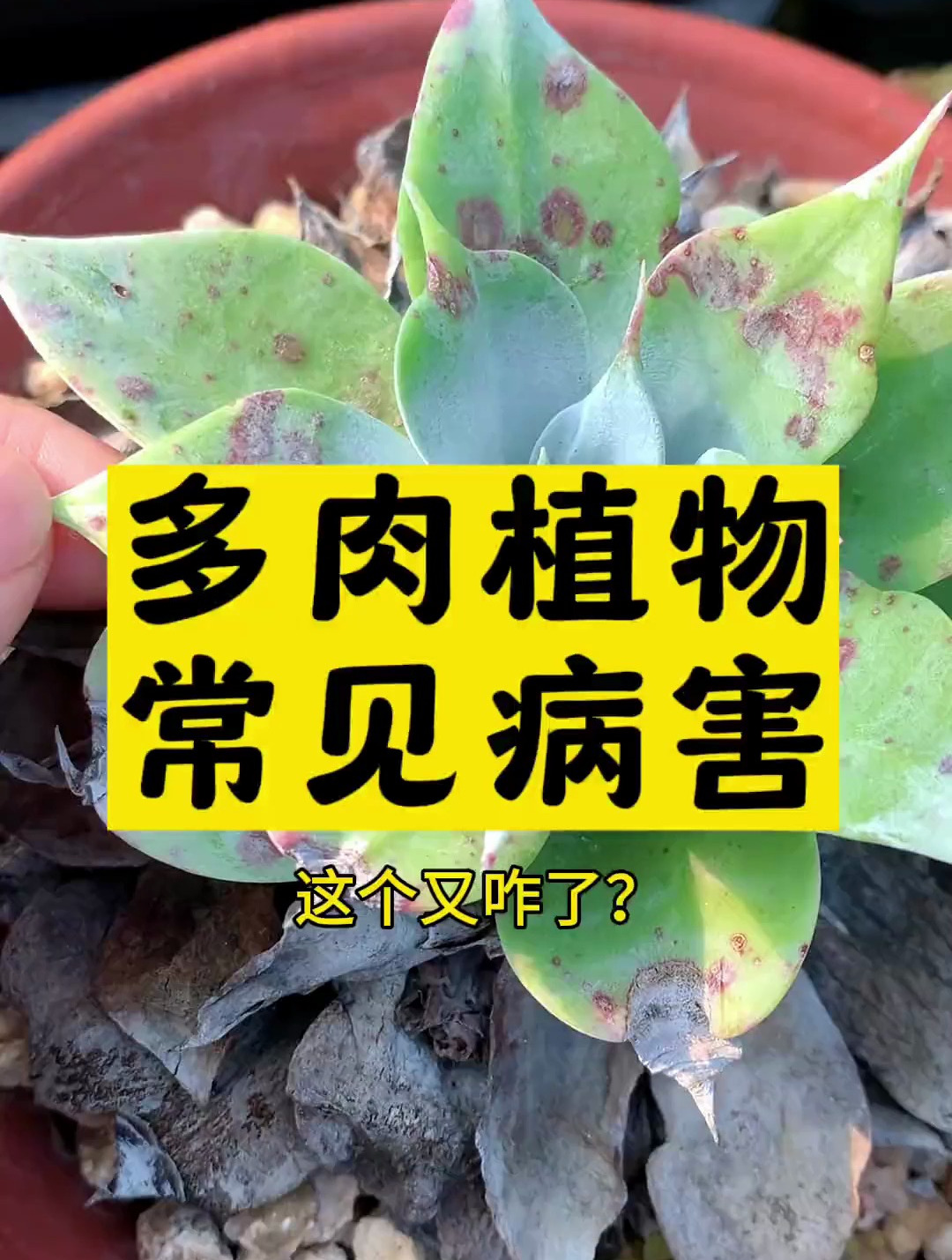 新手养多肉 最怕生病 总结了几大多肉常见病害图解,建议点赞收藏