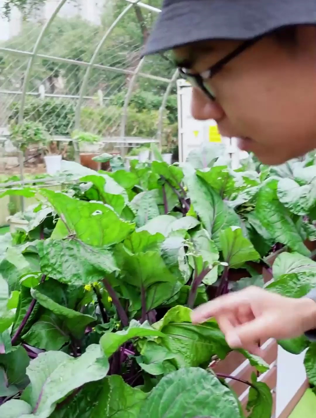今天带大家看看好看又美味的阳台菜园