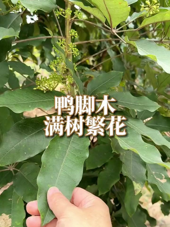 这么大的鸭脚木,见过吗?为什么它被称为“八方来财”?