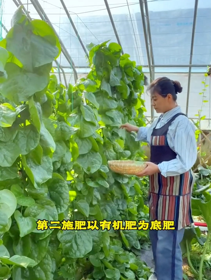 被人们称为网红蔬菜的“木耳菜”,超市卖的贵,种植确十分简单!