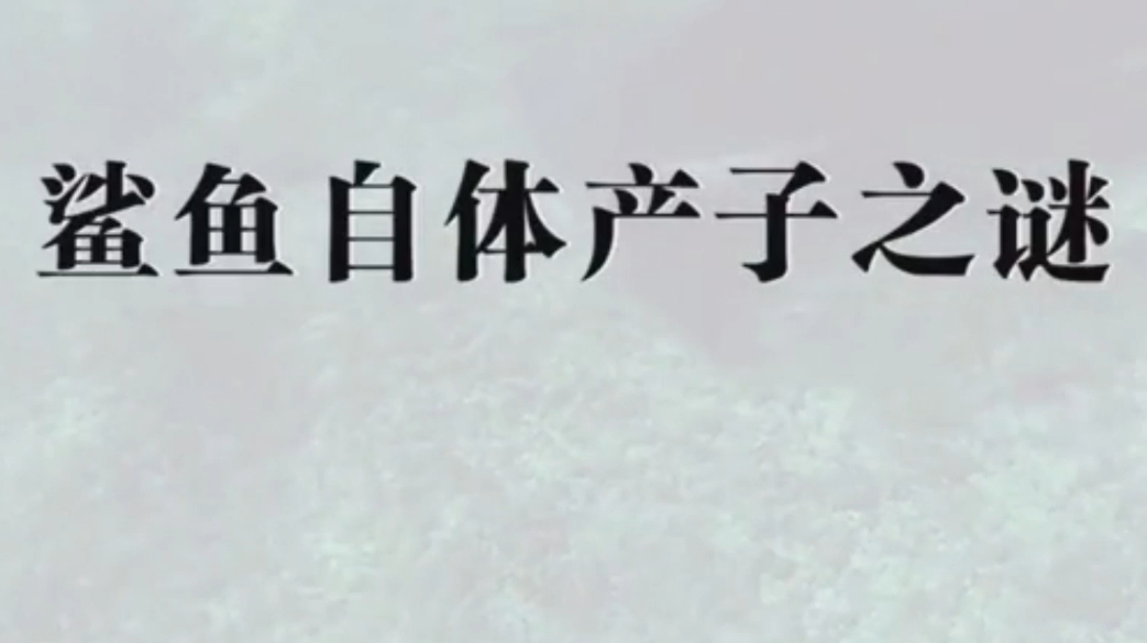 奇闻异事:鲨鱼自体产子之谜,急起来,自己生了个孩子