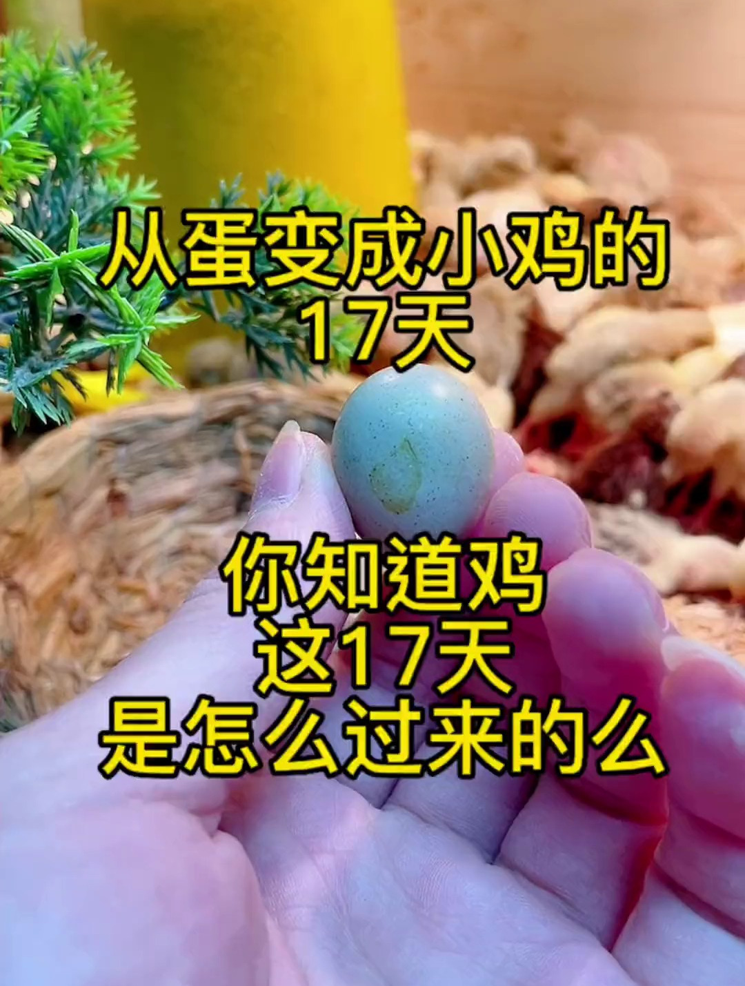 芦丁鸡鸡蛋孵化一到十七天发育状态